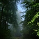 a dirt road in a forest