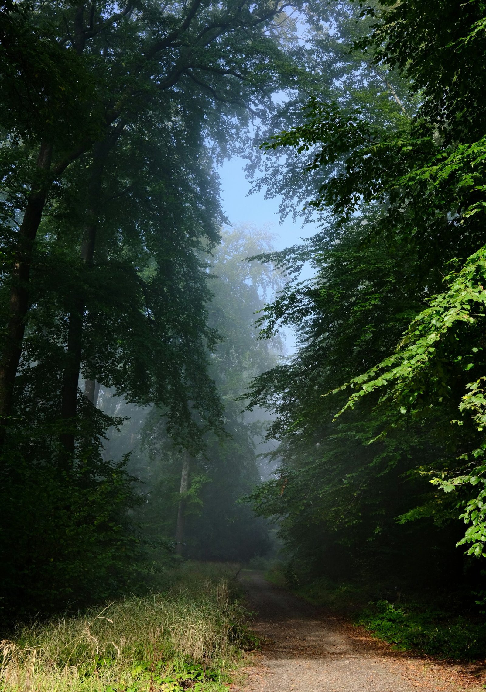 a dirt road in a forest